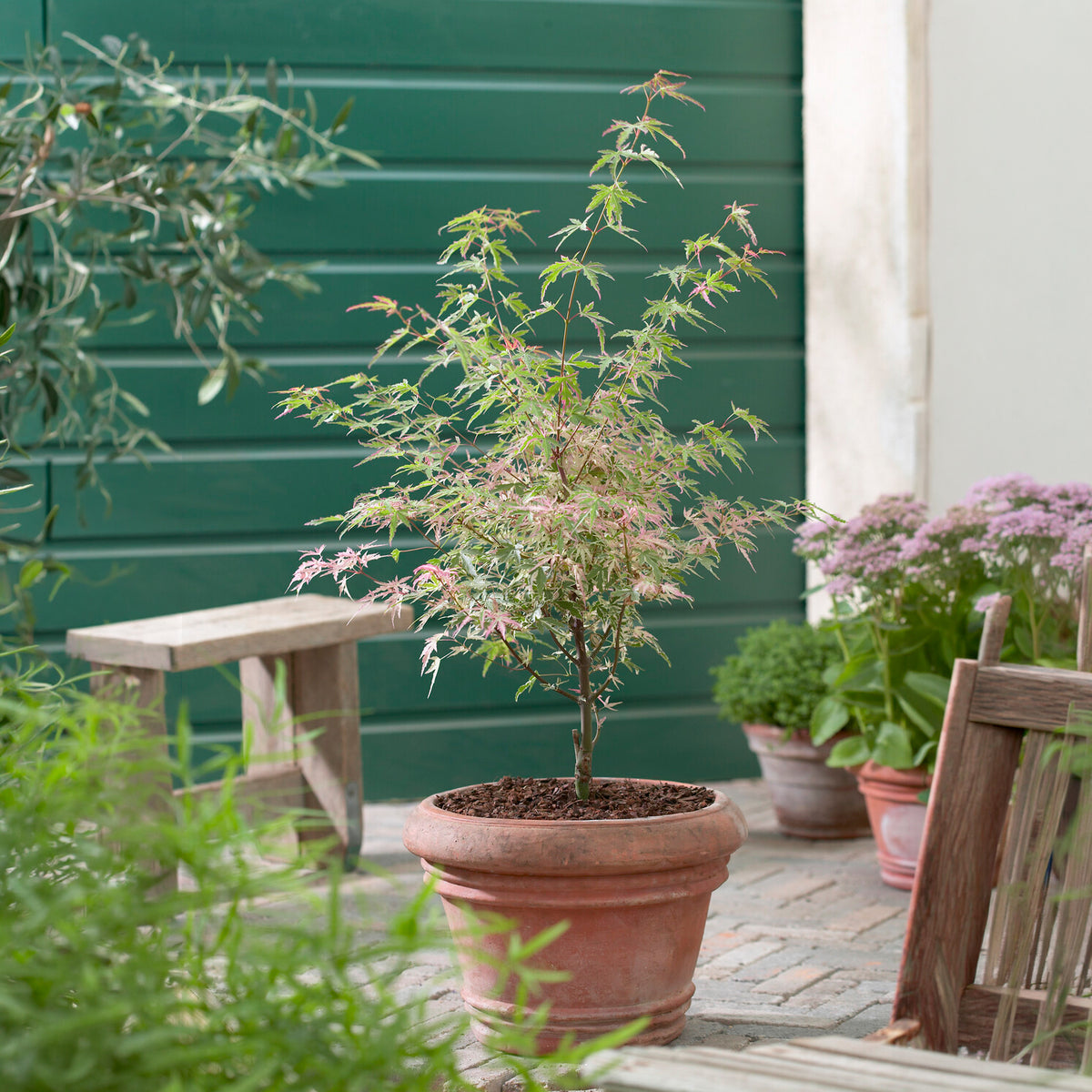 Erable Taylor - Acer palmatum Taylor - Willemse
