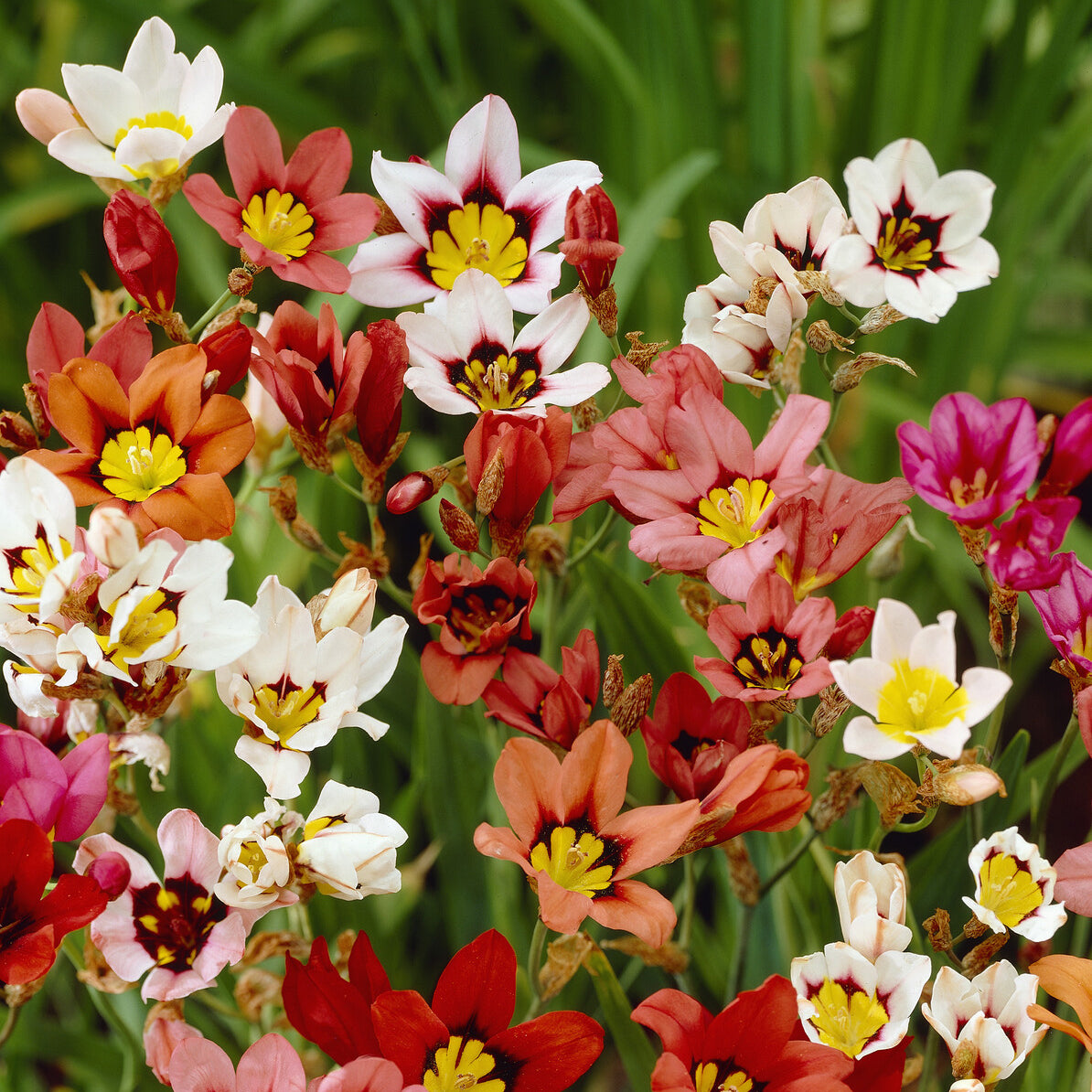 25 Sparaxis tricolore - Sparaxis tricolor - Willemse