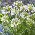 Graines D’Agapanthe Blanche ‘Umbellatus White Umbrella’ – Sachet D’environ 20 Graines - 11