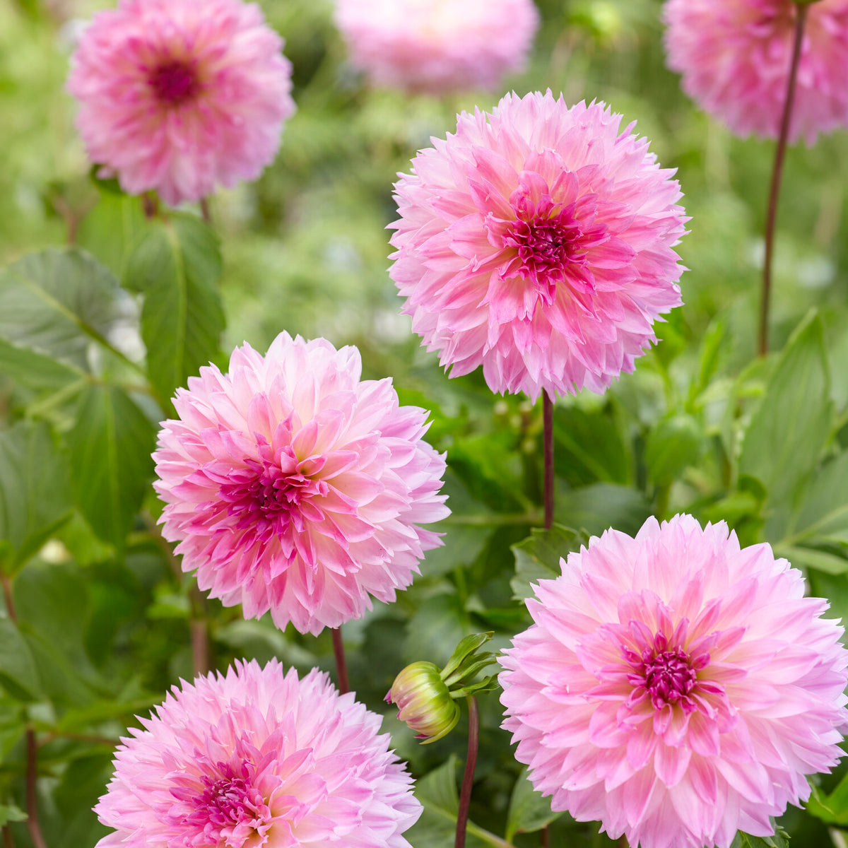 3 Dahlias décoratifs Sakura Fubuki roses - Dahlia sakura fubuki - Willemse