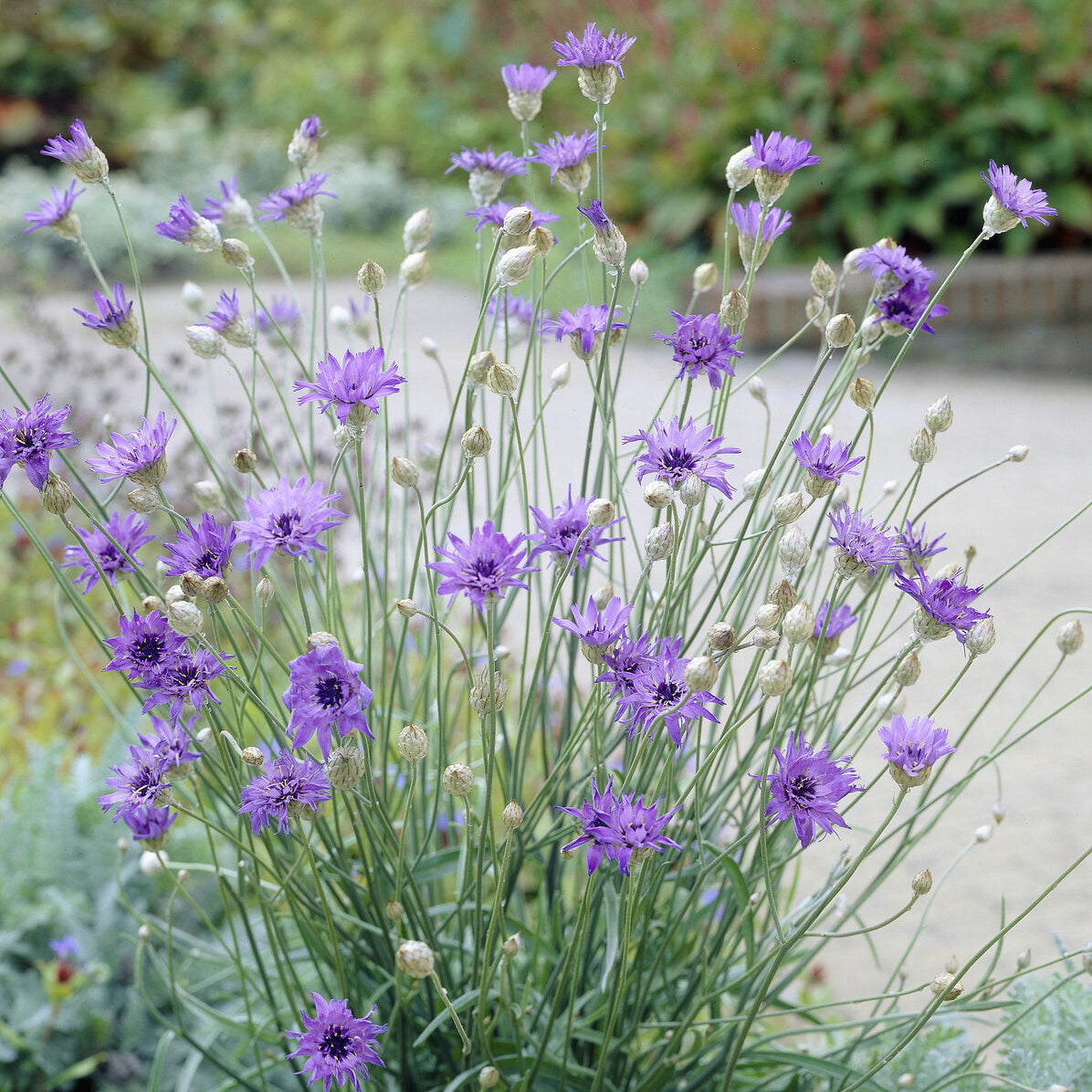 Catananche bleue - Cupidone - Catananche caerulea - Willemse