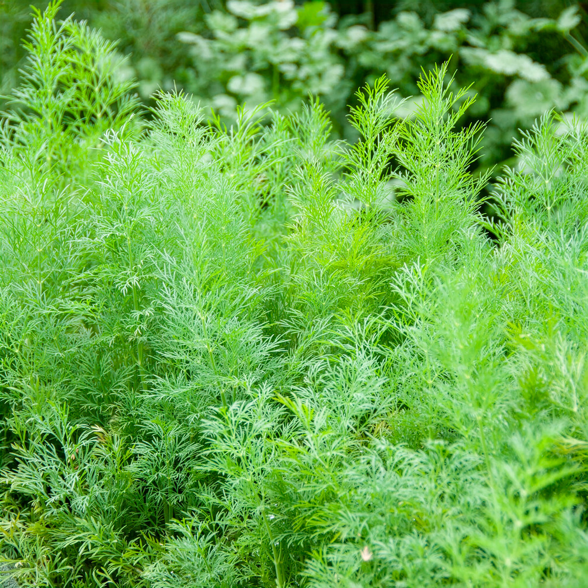 Aneth Bouquet Compatto - Anethum graveolens compatto - Willemse