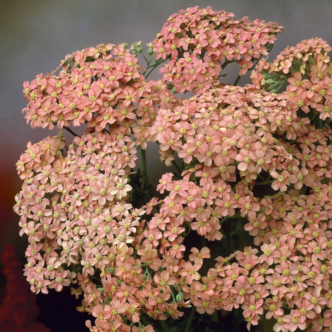 Achillée millefeuille Lachsschönheit - Achillea millefolium Lachsschönheit - Willemse