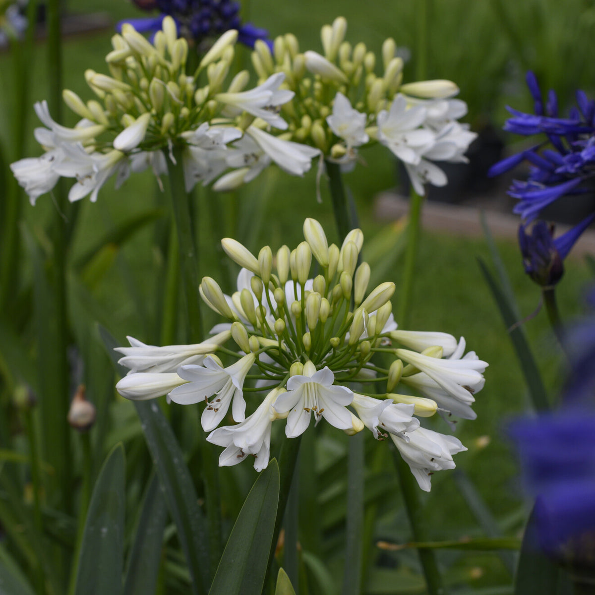Agapanthe Artic Star - Agapanthus Arctic Star - Willemse