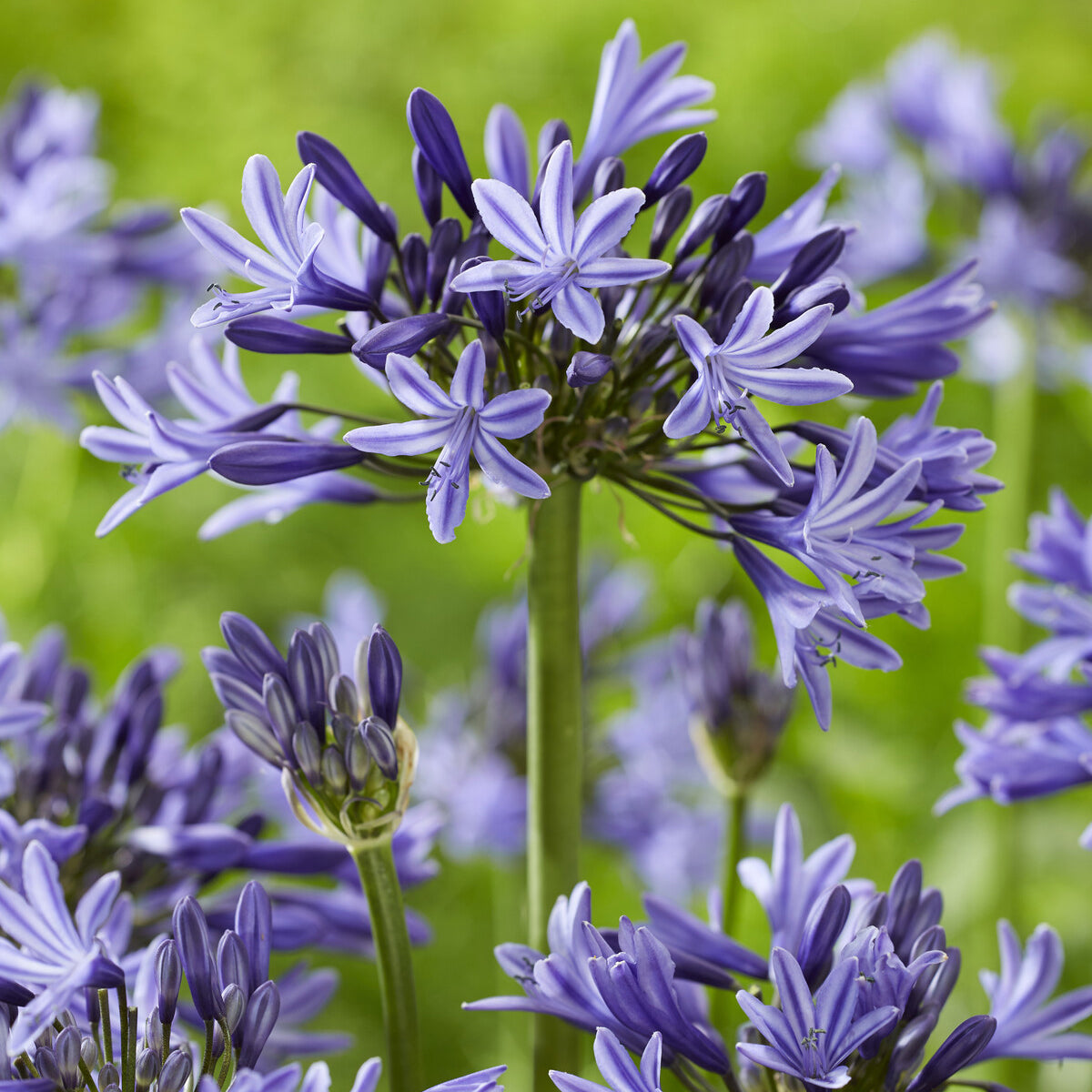 Agapanthe Navy Blue - Agapanthus Navy Blue - Willemse