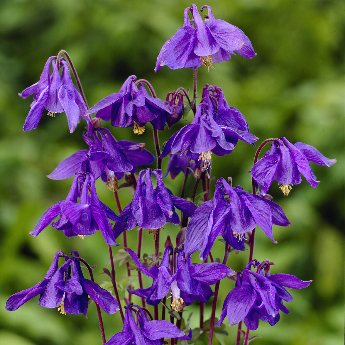Ancolie des Alpes - Aquilegia alpina - Willemse