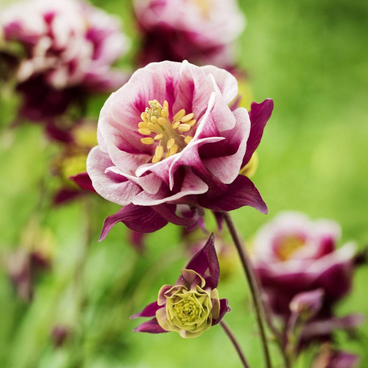 Ancolie à fleurs doubles Winky Red White - Aquilegia winky double red-white ( winky series ) - Willemse