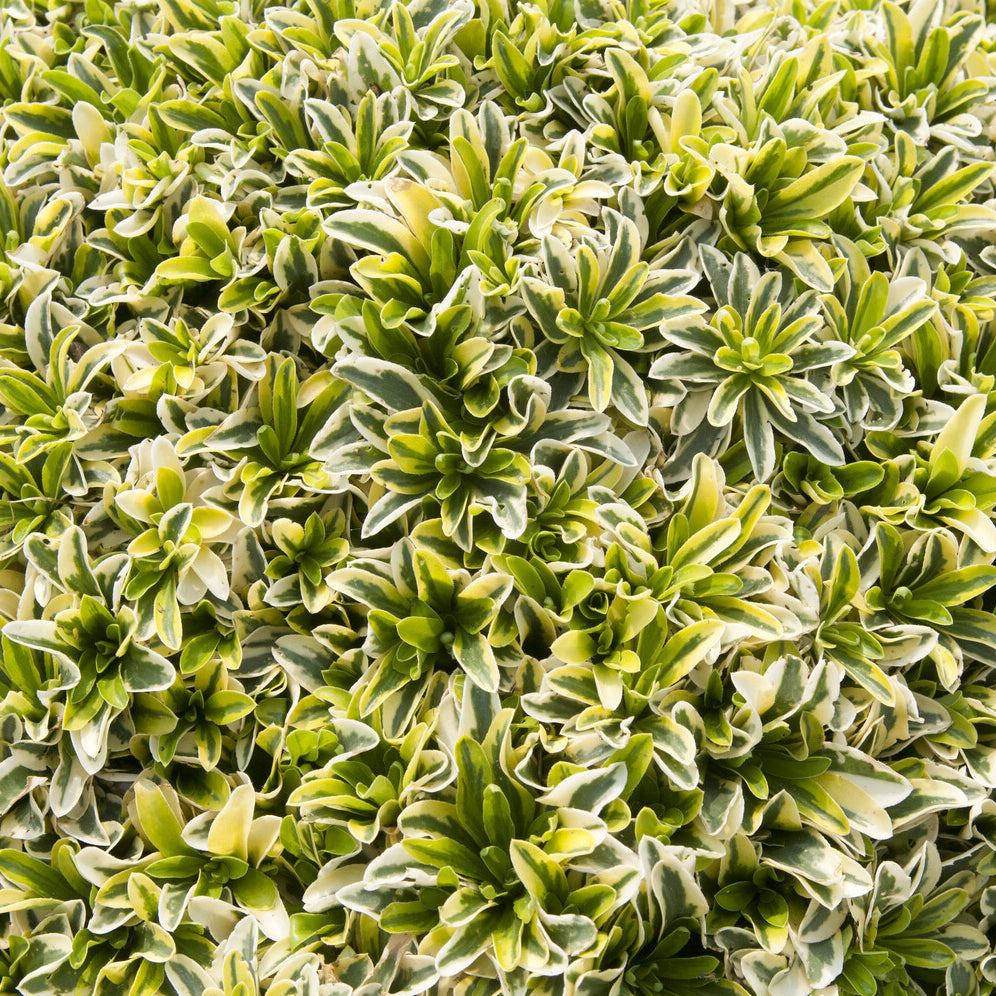 Arabette rampante Old Gold - Arabis ferdinandi-coburgii Old Gold - Willemse