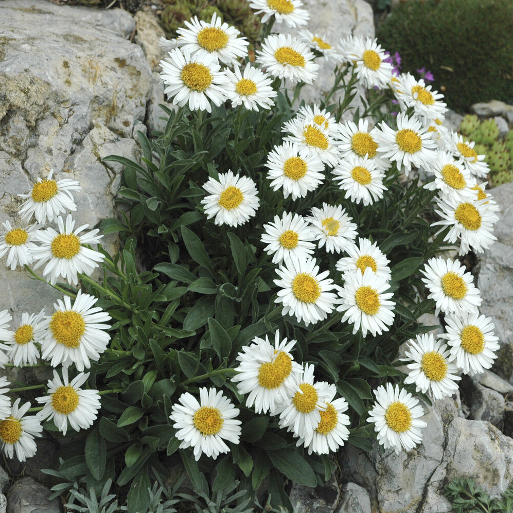 Aster des Alpes Albus - Aster alpinus Albus - Willemse