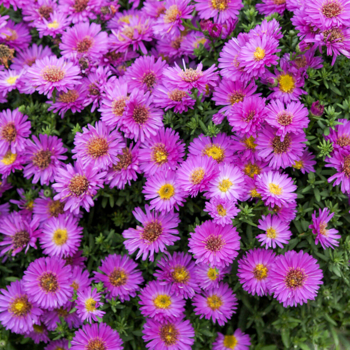 Aster nain d'automne Starlight - Aster novi-belgii starlight - Willemse