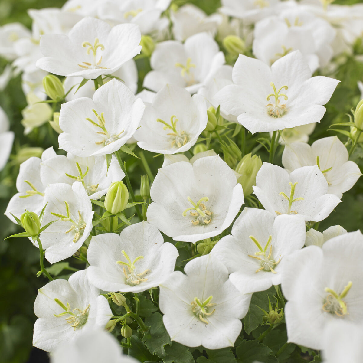 Campanule des Carpates Weisse Clips - Campanula carpatica Weisse Clips - Willemse