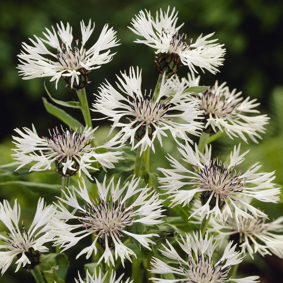 Centaurée des montagnes blanche - Centaurea montana Alba - Willemse