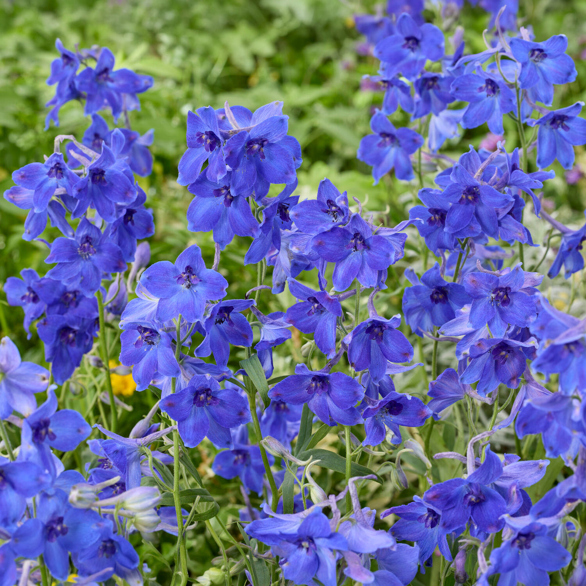 Delphinium Volkerfrieden - Willemse