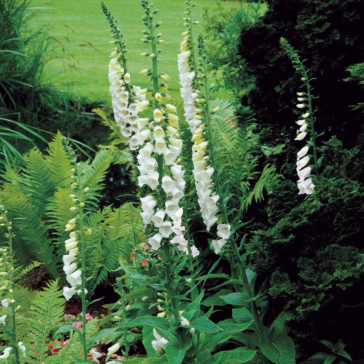 Digitale pourpre blanche - Digitalis purpurea alba - Willemse