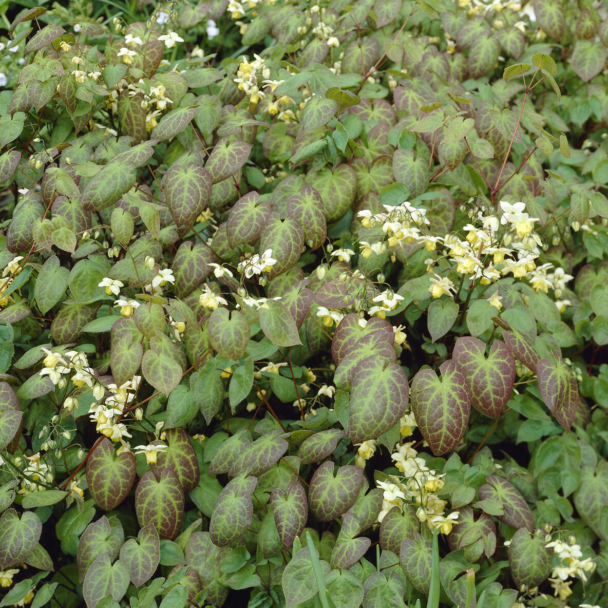 Epimedium Sulphureum - Epimedium versicolor Sulphureum - Willemse