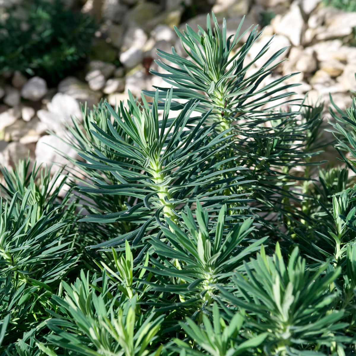 Euphorbe characias Blue Wonder - Euphorbia characias blue wonder - Willemse