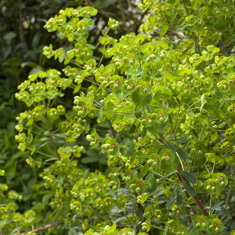 Euphorbe de Martin - Euphorbia martinii - Willemse