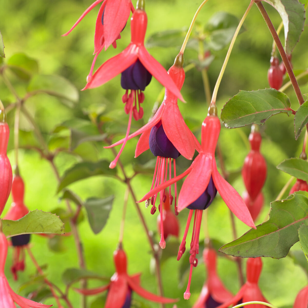 Fuchsia Mrs Popple - Fuchsia Mrs Popple - Willemse