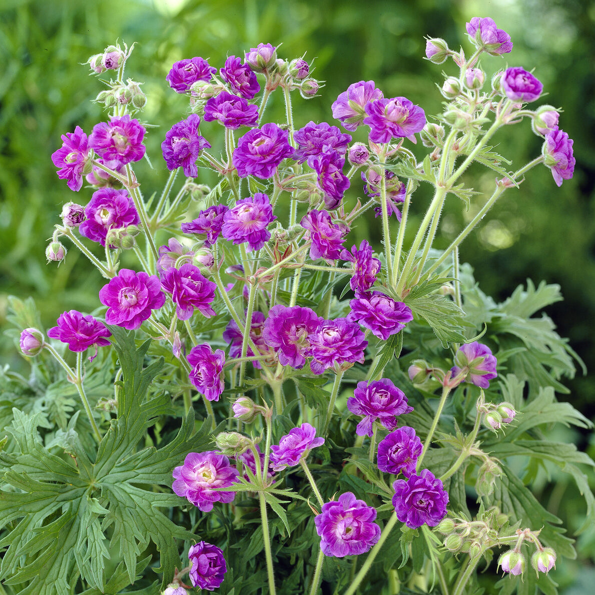 Géranium vivace de l'Himalaya - Geranium himalayense Plenum - Willemse