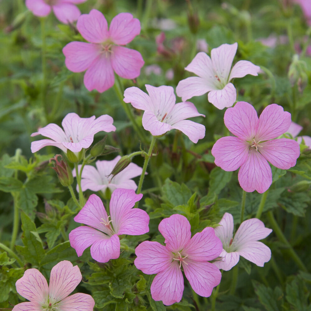 Géranium vivace Rose Clair - Geranium oxonianum Rose Clair - Willemse