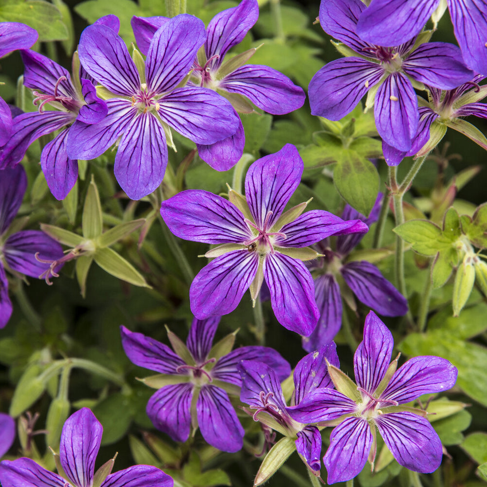 Géranium vivace de Sibérie - Geranium wlassovianum - Willemse