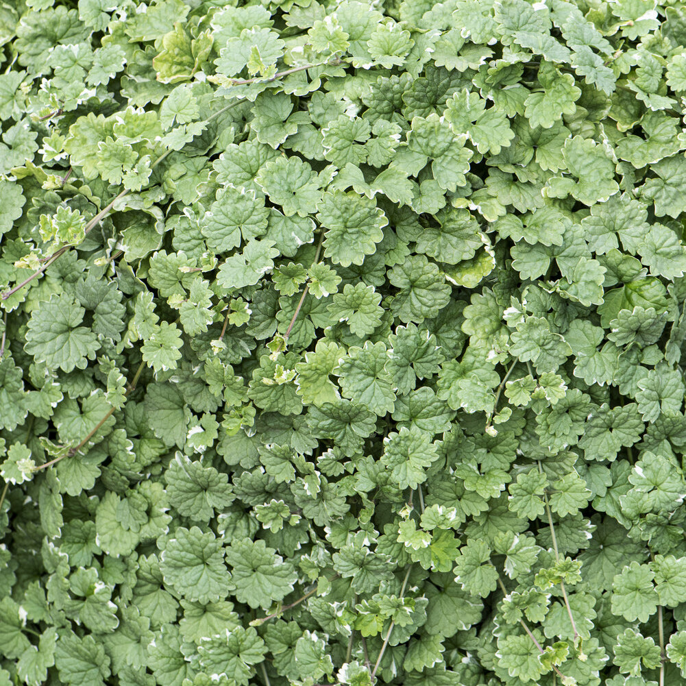 Lierre terrestre panaché - Glechoma hederacea Variegata - Willemse
