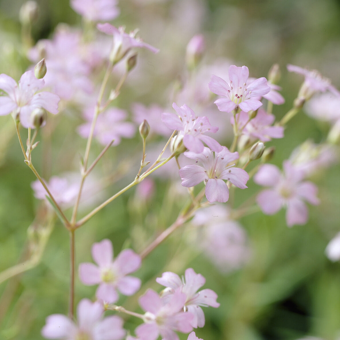Gypsophile rampant Rosea - Gypsophila repens Rosea - Willemse