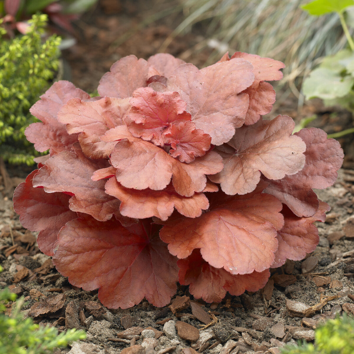 Heuchera Fire Alarm - Heuchera Fire Alarm - Willemse