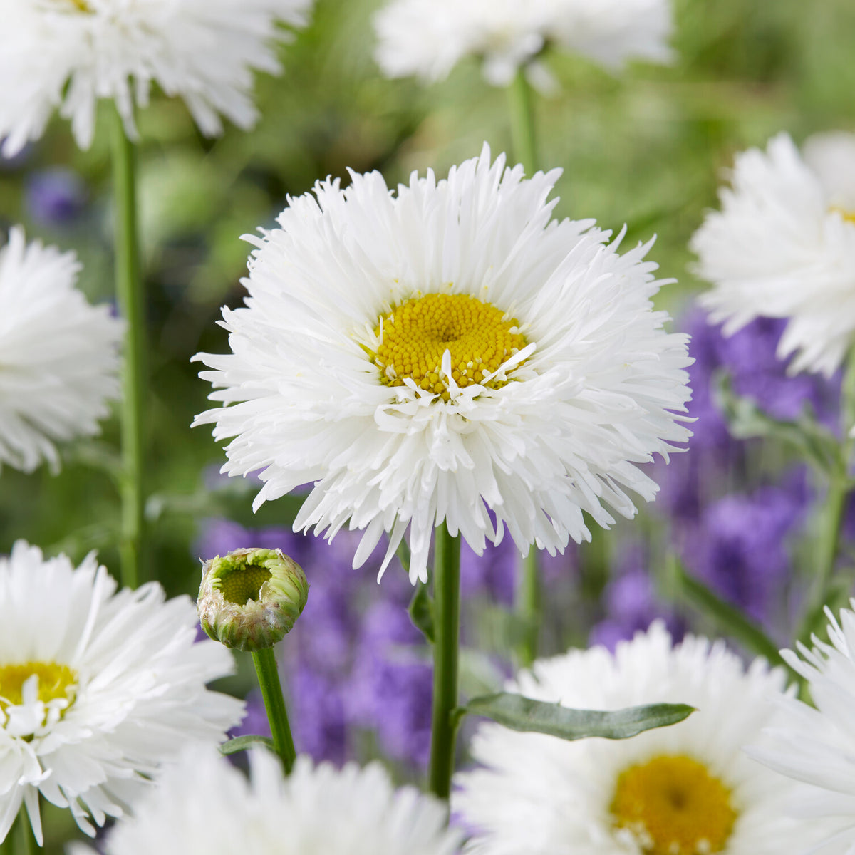 Marguerite d'été Laspider - Leucanthemum superbum laspider - Willemse