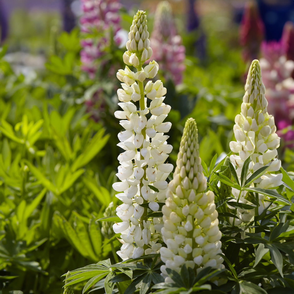 Lupin Gallery White - Lupinus Gallery White - Willemse