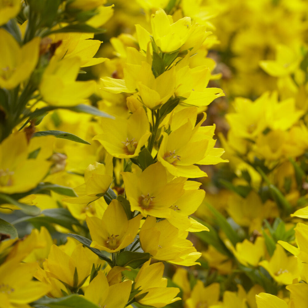 Lysimaque ponctuée - Lysimachia punctata - Willemse