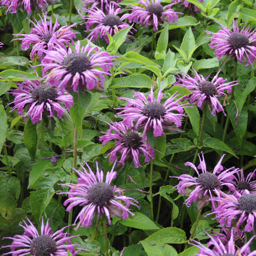 Monarde Aquarius - Monarda aquarius - Willemse