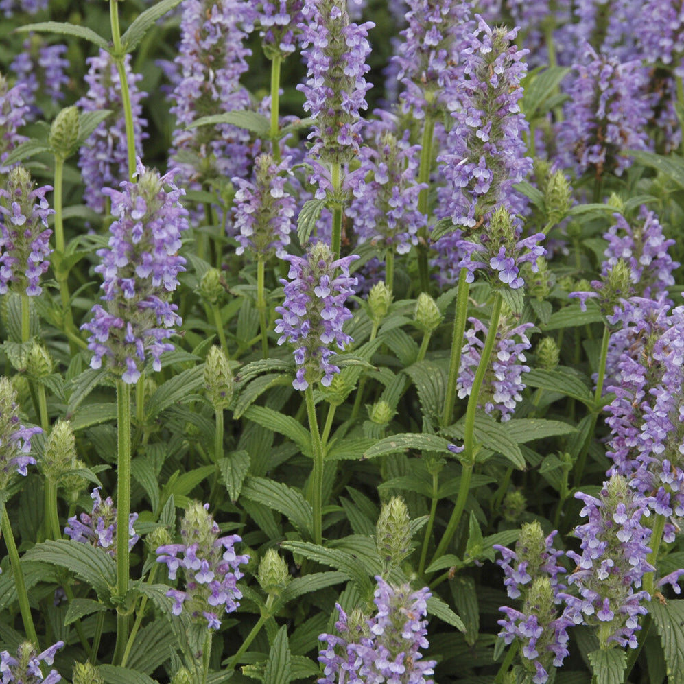 Nepeta nervurée - Nepeta nervosa - Willemse