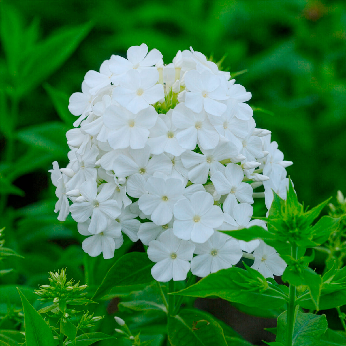 Phlox paniculé Fujiyama - Phlox paniculata fujiyama - Willemse