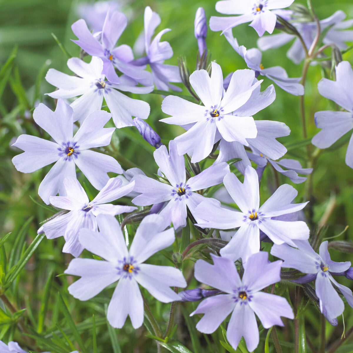 Phlox mousse Emerald Cushion Blue - Phlox subulata Emerald Cushion Blue - Willemse