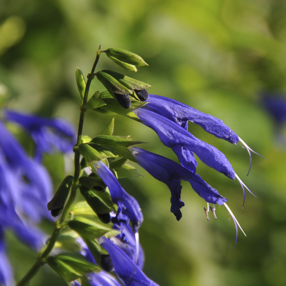 Sauge Blue Enigma - Salvia guaranitica Blue Enigma - Willemse