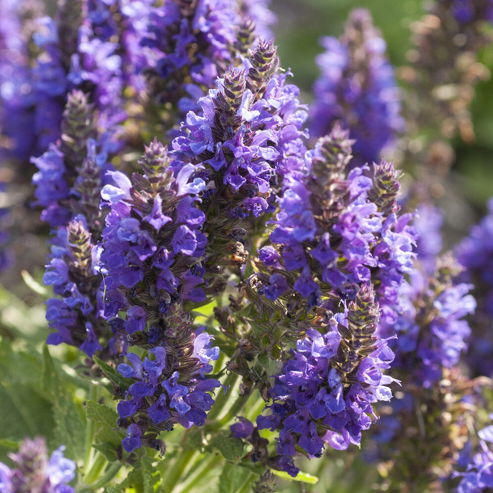 Sauge des bois Marcus - Salvia nemorosa Marcus Haeumanarc - Willemse