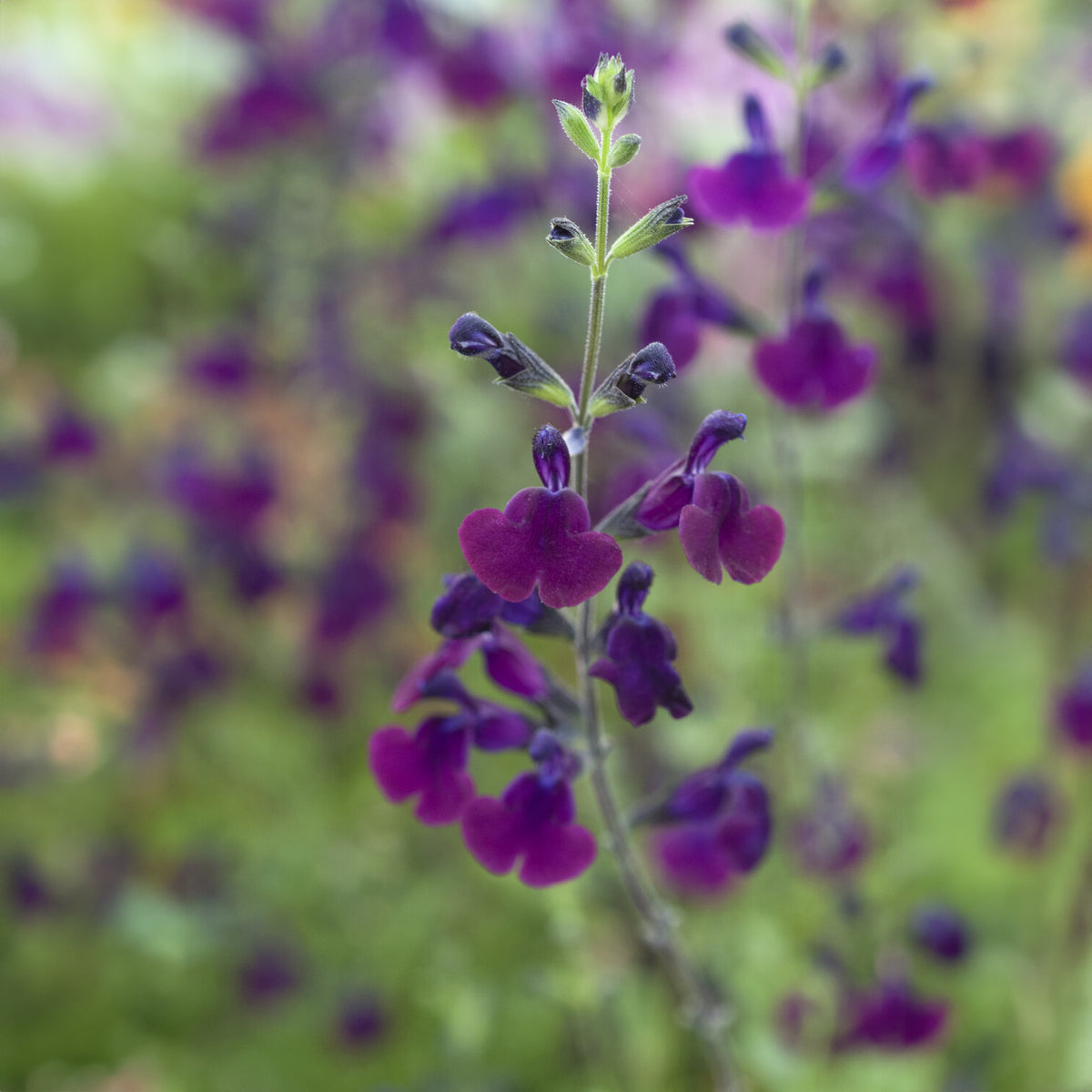 Sauge papillon de nuit - Salvia Nachtvlinder - Willemse