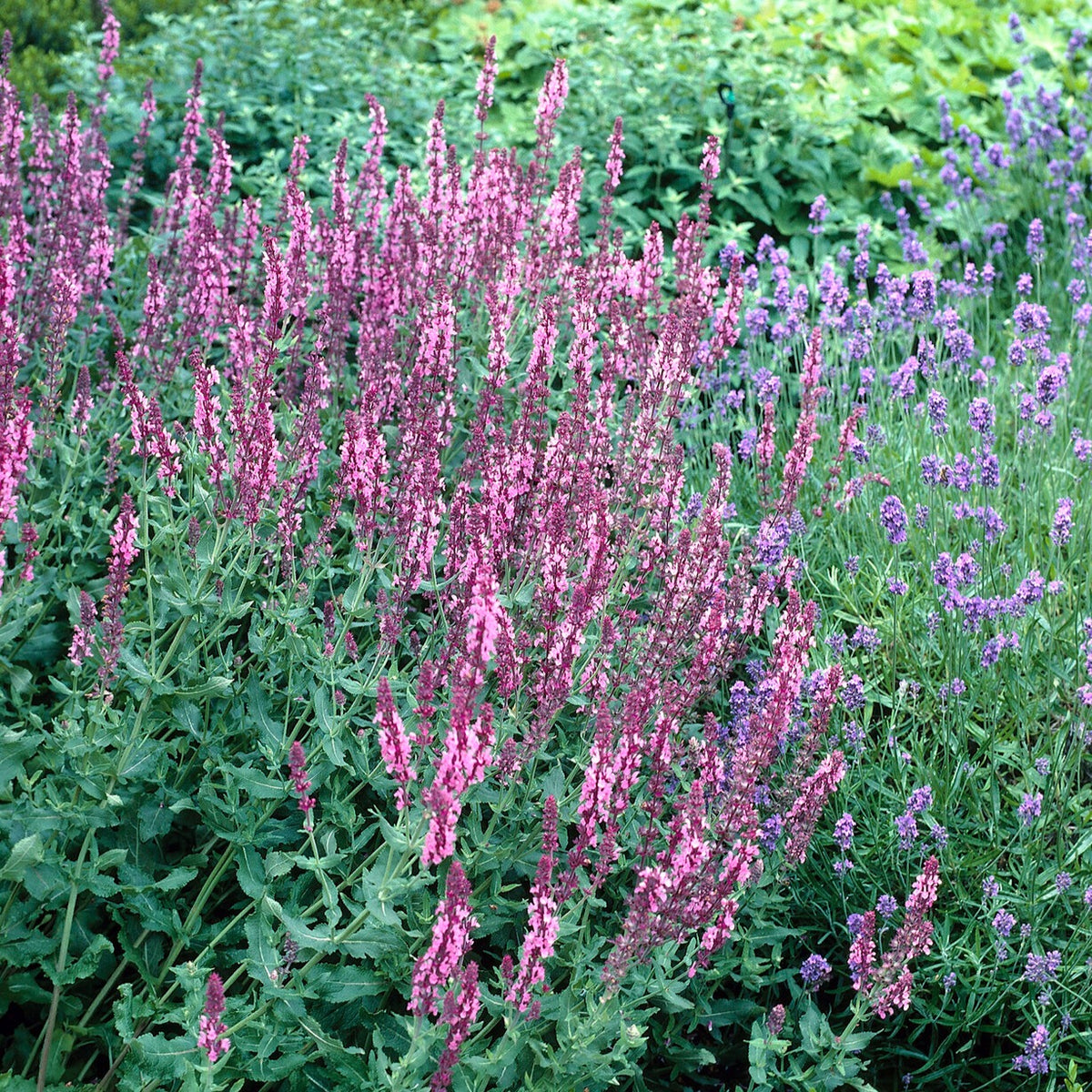 Sauge des bois Rose Queen - Salvia nemorosa rose queen (rosakönigin) - Willemse