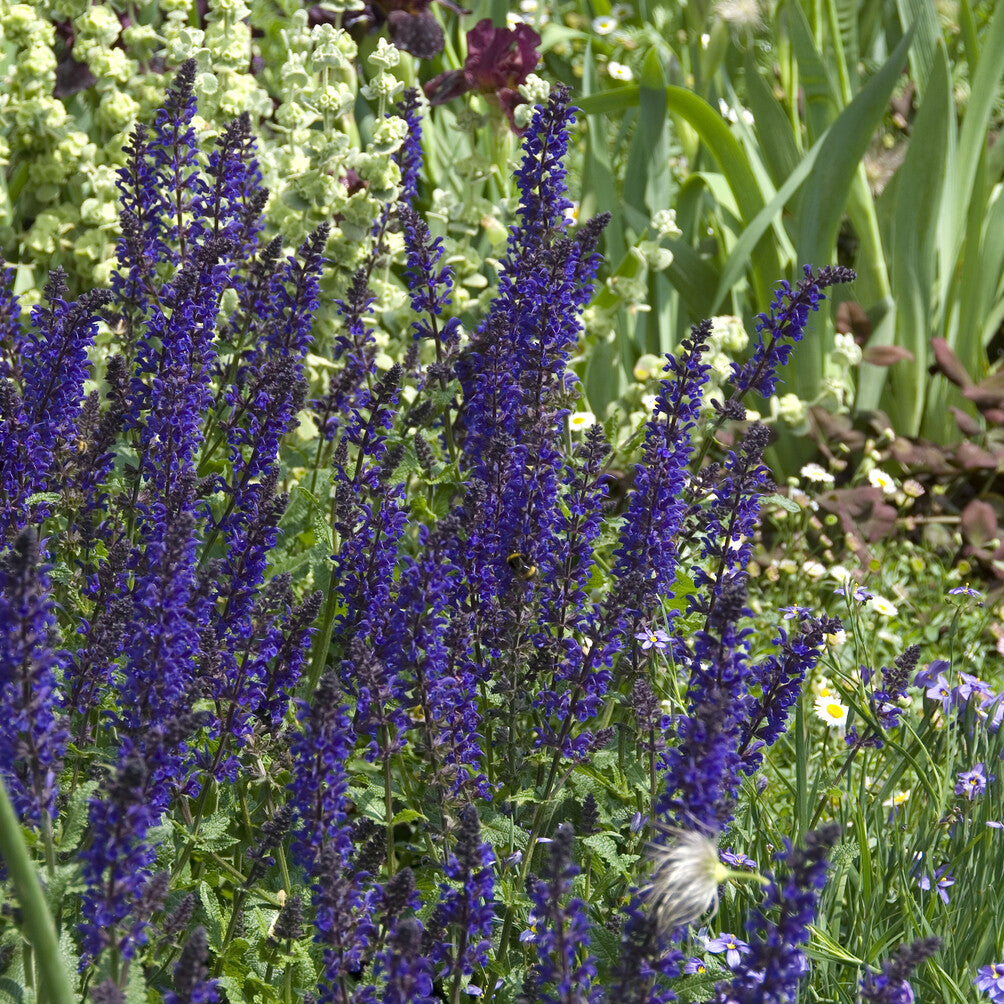 Sauge des bois Viola Klose - Salvia nemorosa Viola Klose - Willemse