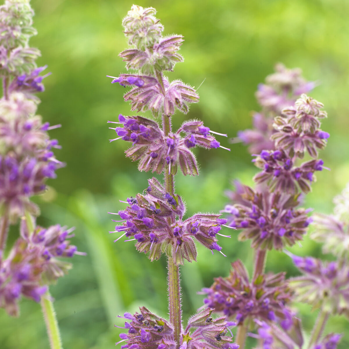 Sauge verticillée Purple Rain - Salvia verticillata Purple Rain - Willemse