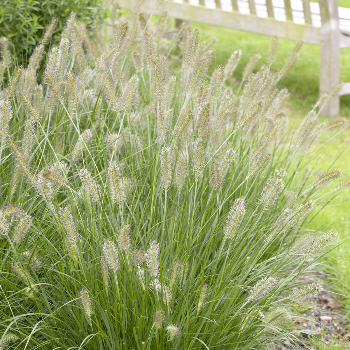 Herbe aux écouvillons Herbstzauber - Pennisetum - Pennisetum alopecuroides herbstzauber - Willemse