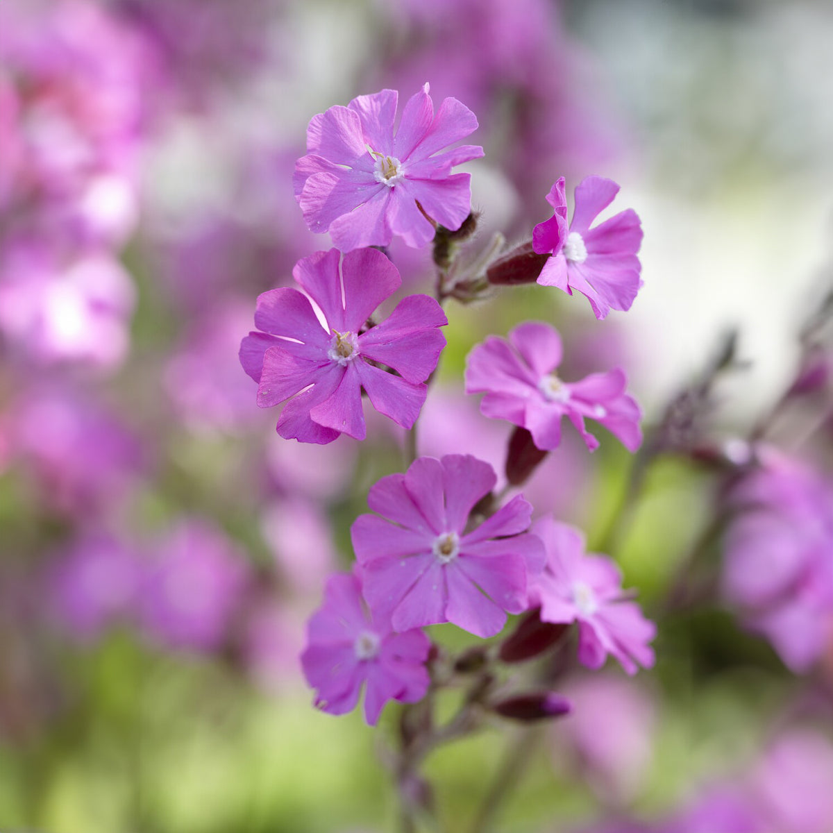 Silène dioïque - Silene dioica - Willemse