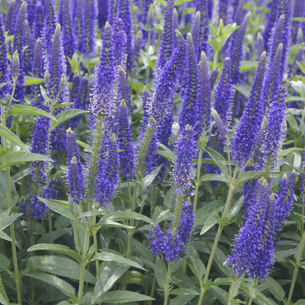Véronique à grandes feuilles Marietta - Veronica longifolia Marietta - Willemse