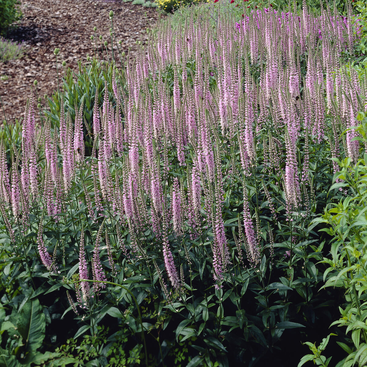 Véronique Pink Damask - Veronica spicata Pink Damask - Willemse