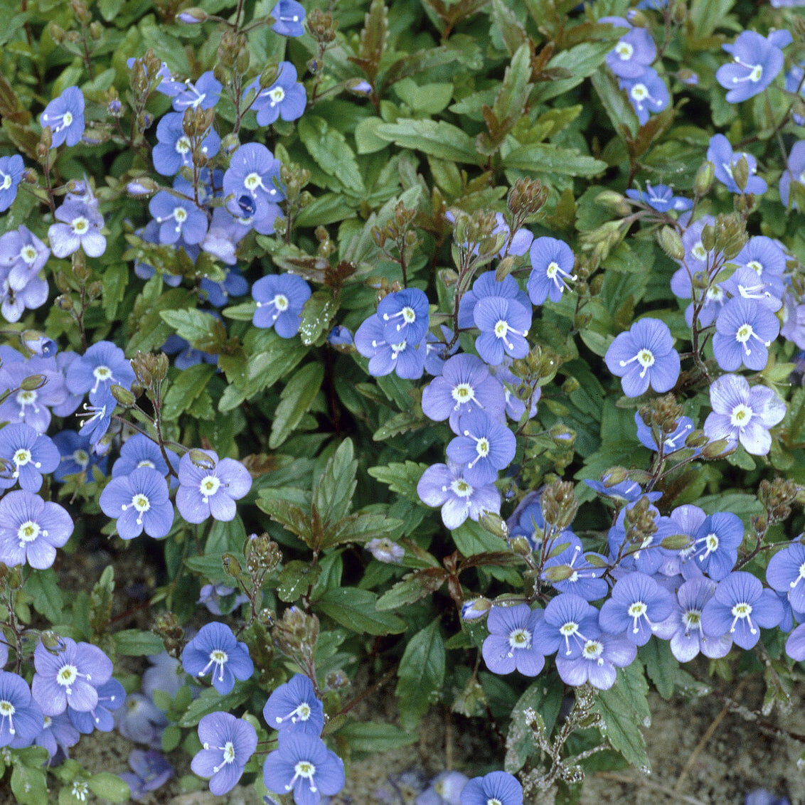 Véronique rampante Georgia Blue - Veronica umbrosa Georgia Blue - Willemse