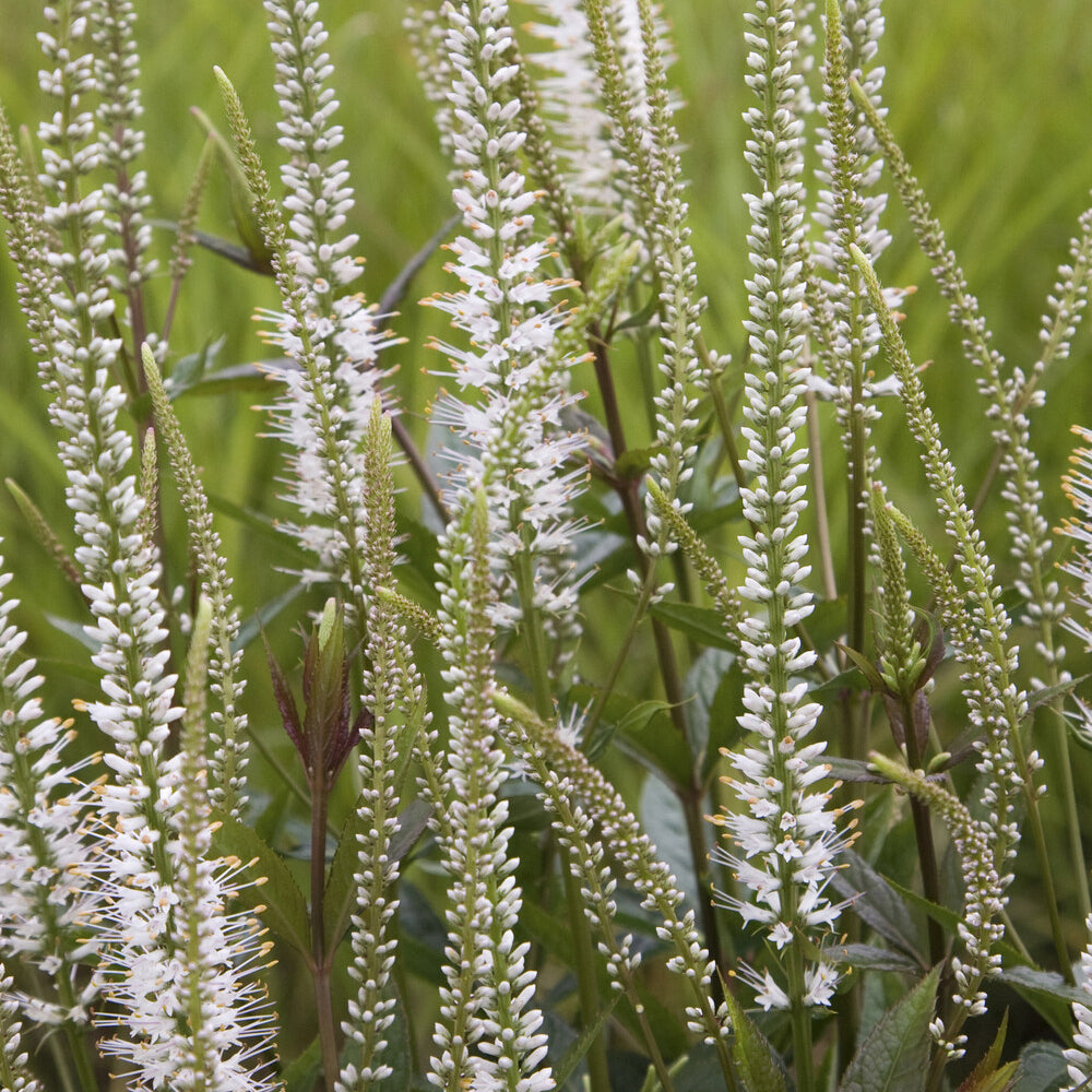 Véronique de Virginie blanche - Veronicastrum virginicum Album - Willemse