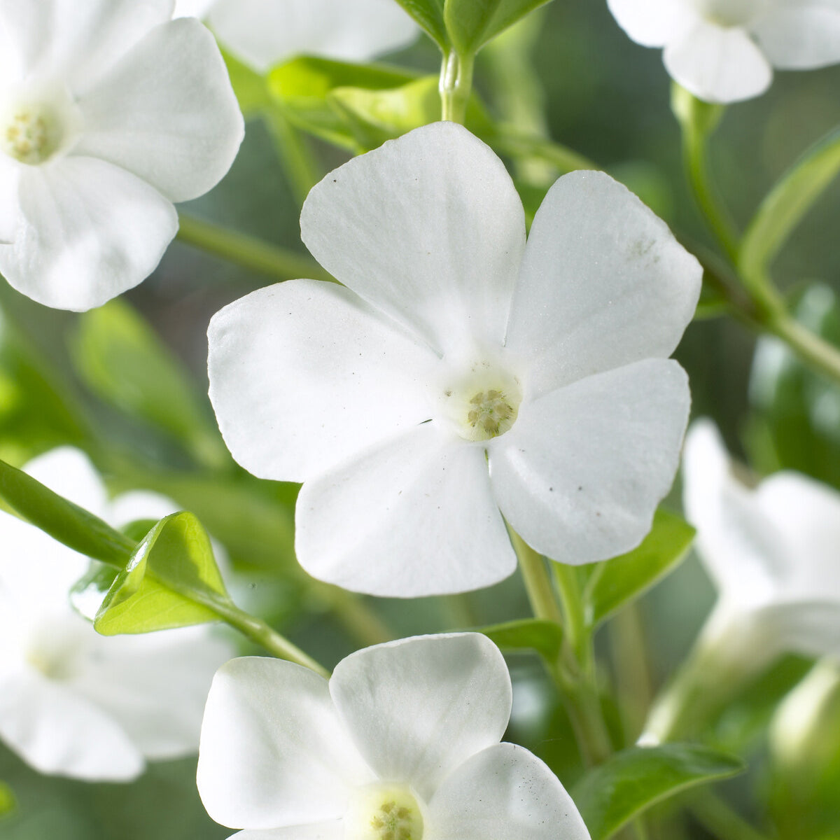 Petite pervenche Gertrude Jekyll - Vinca minor Gertrude Jekyll - Willemse