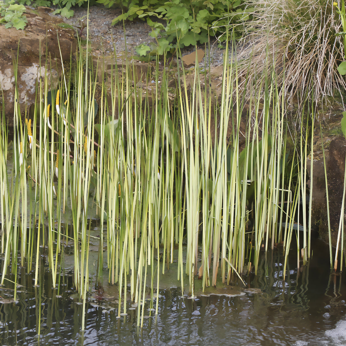 Jonc des chaisiers Albescens - Schoenoplectus lacustris albescens - Willemse