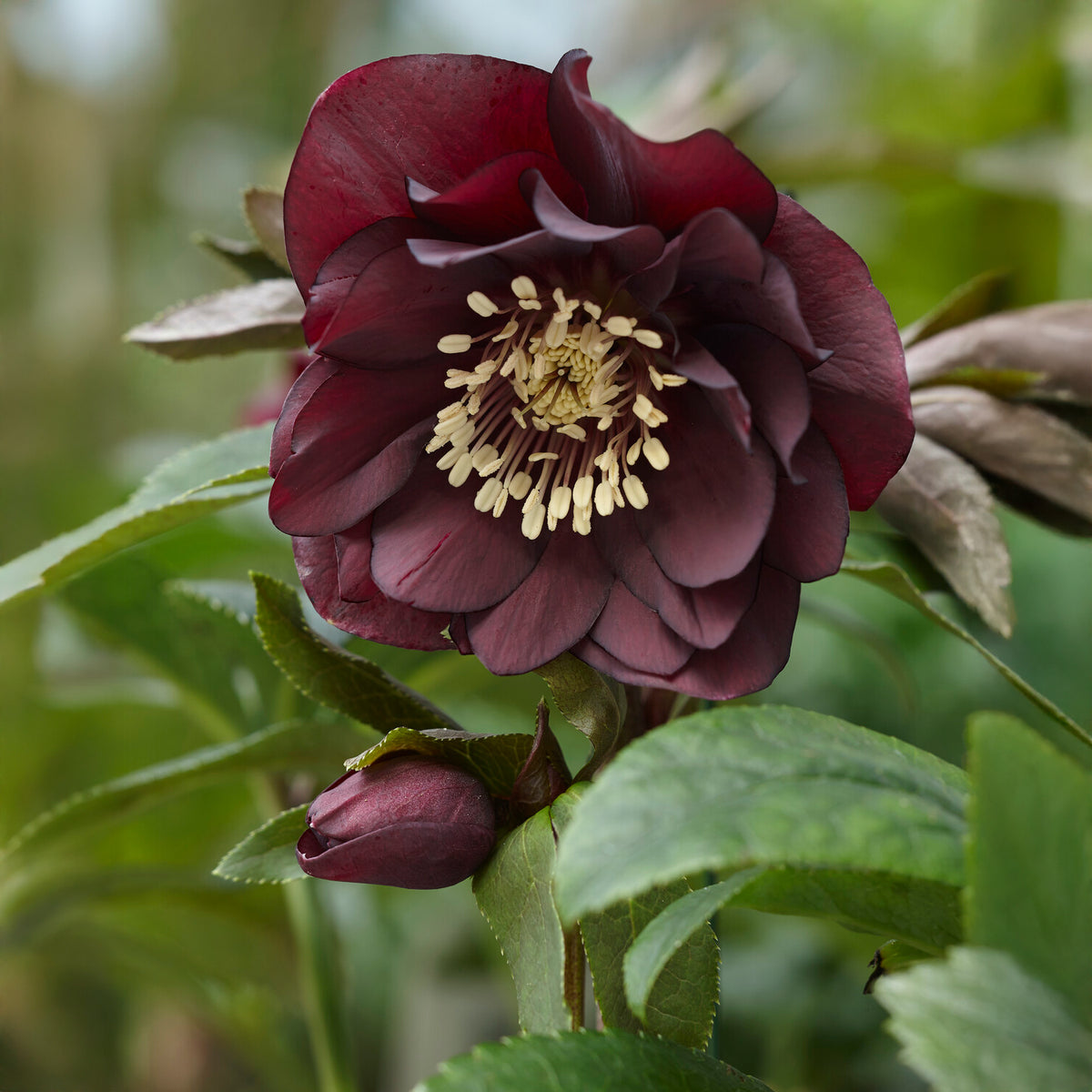 2 Hellébores doubles violettes Ellen - Helleborus orientalis Double Ellen Purple - Willemse